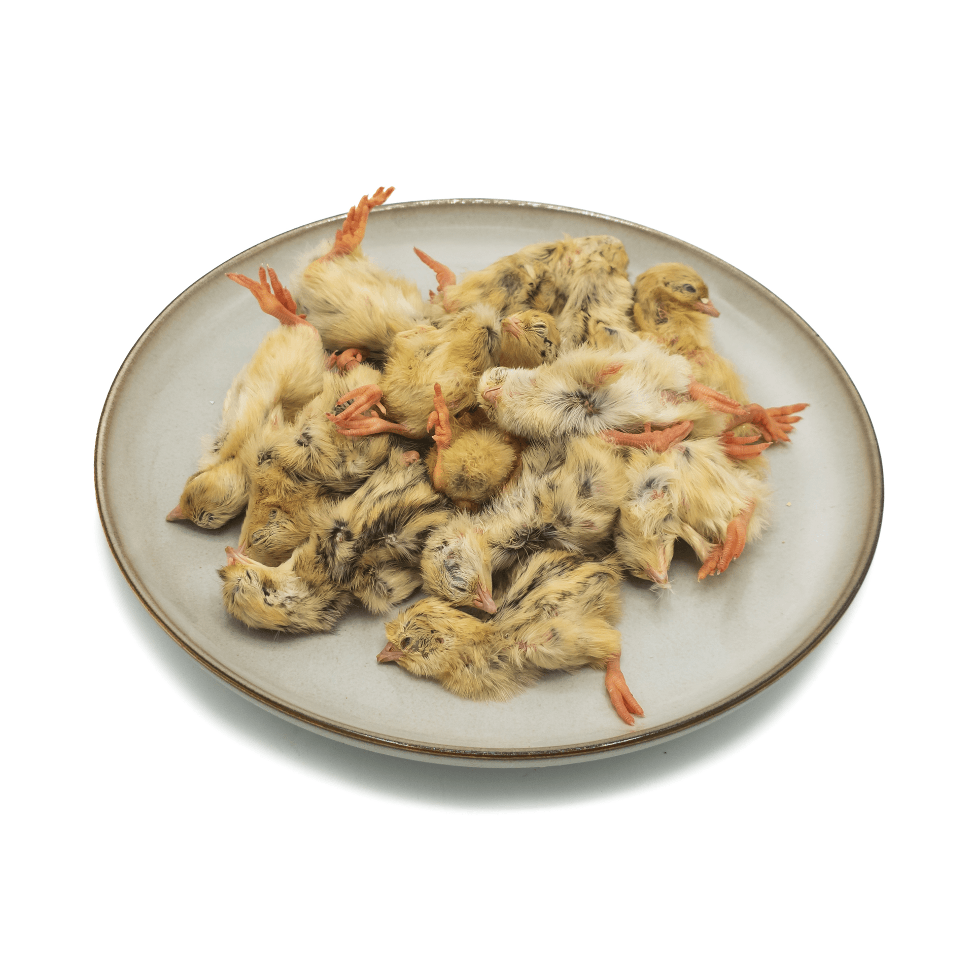 Dag gamle vagtler 7-9 gram