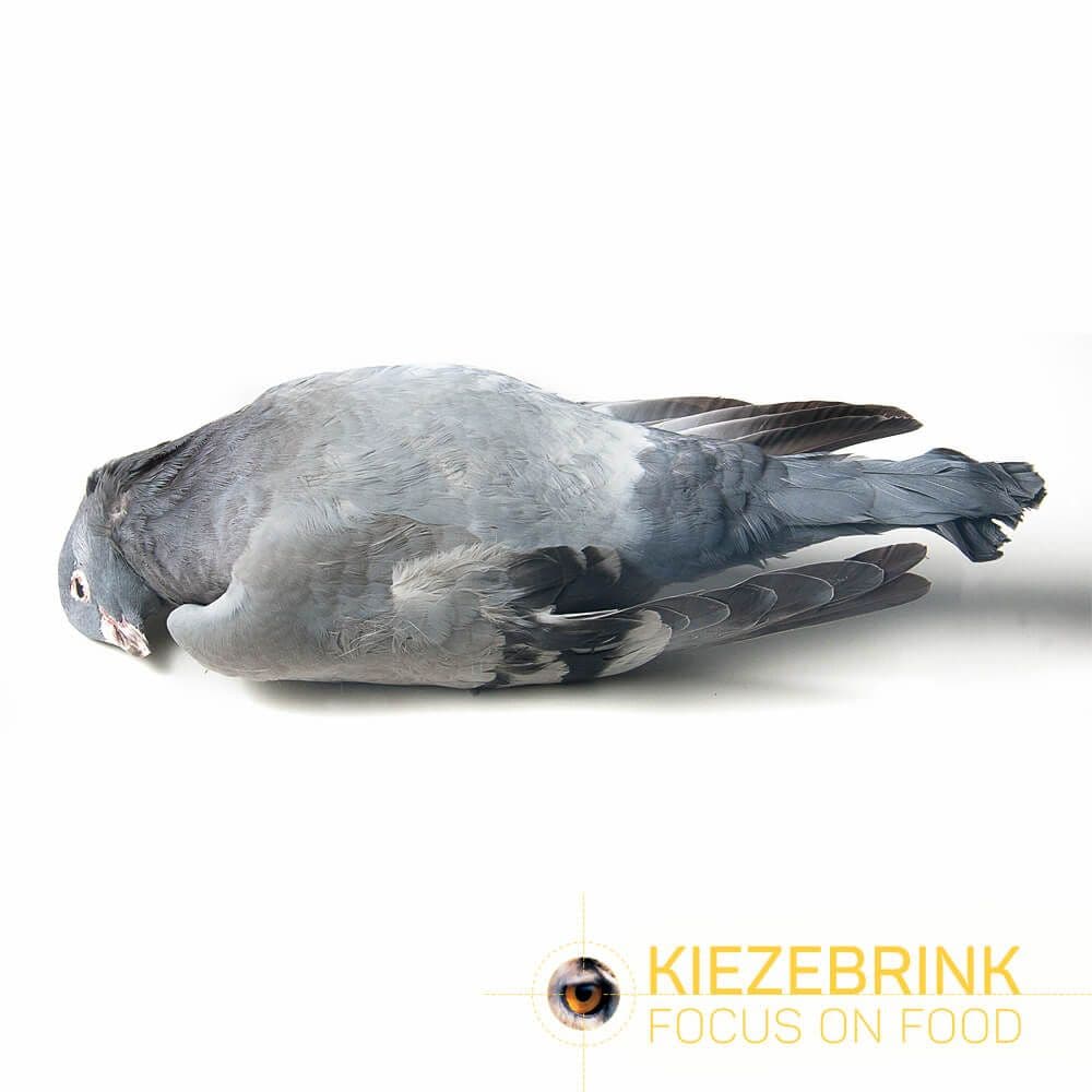 Pigeon (cat. 2)
