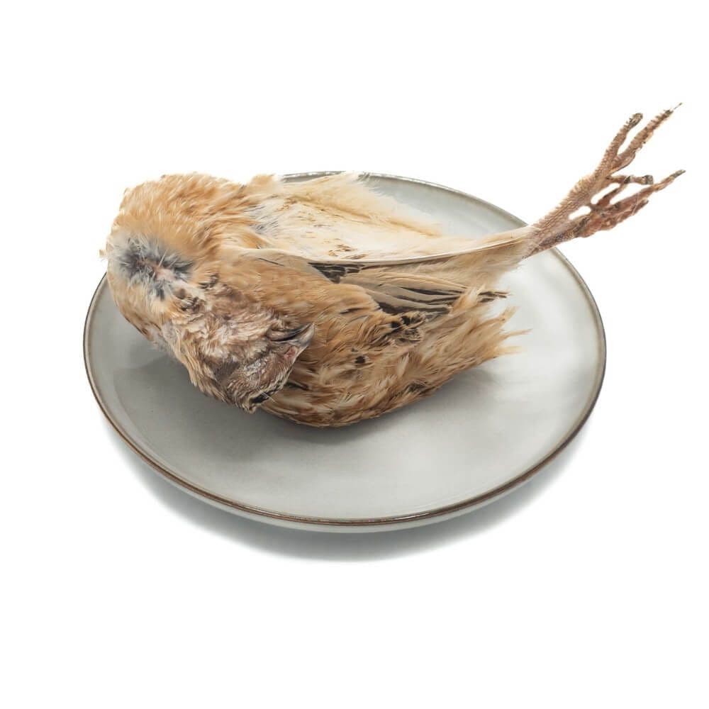 Quail L (220-320 g)