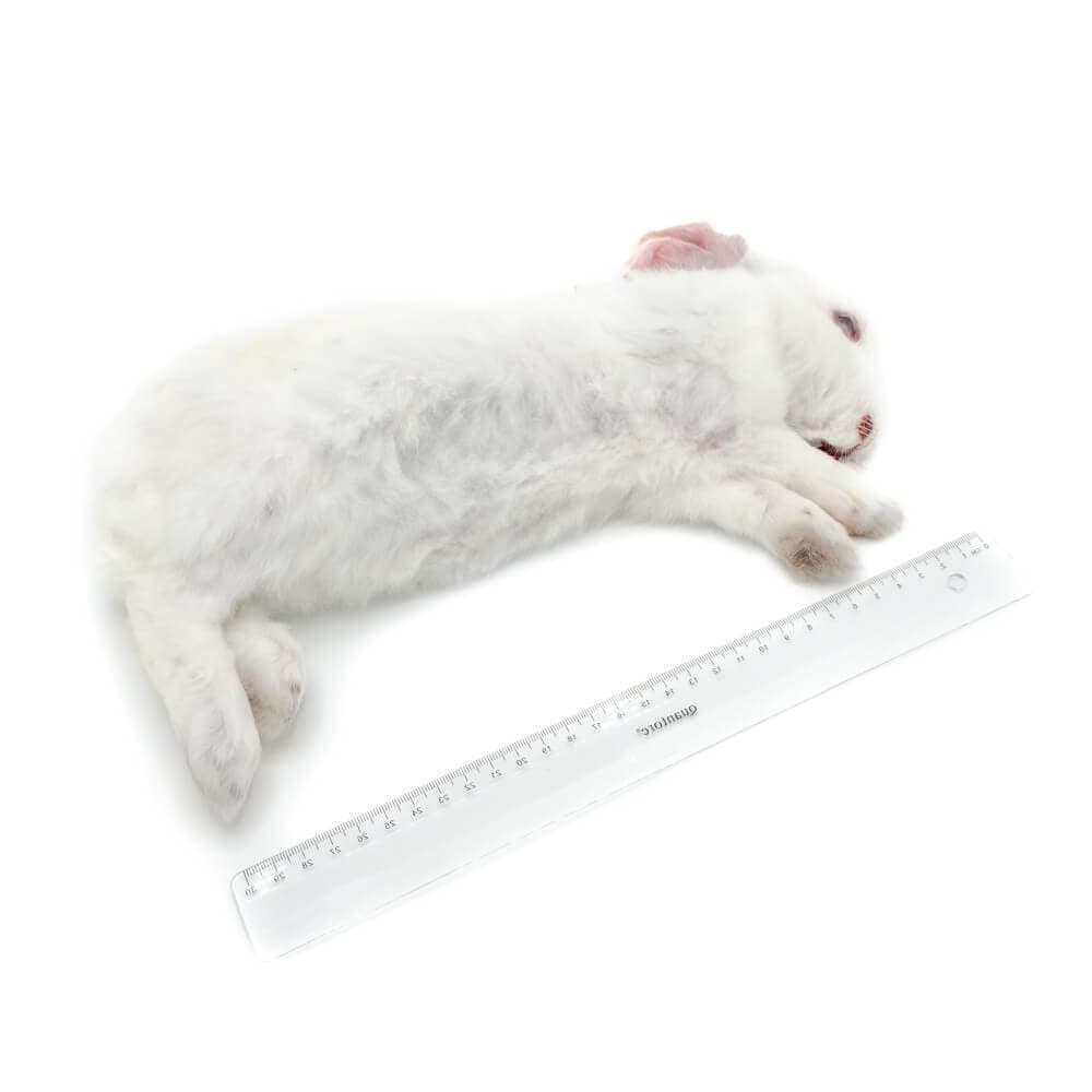 Rabbit S 0.9-1.3 kg - 7-11 pcs/box