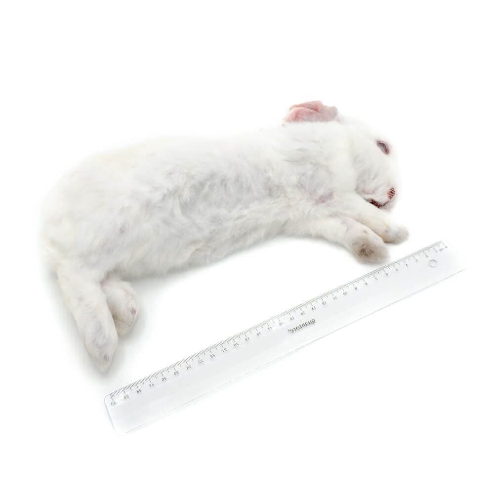 Kanin S 0,9-1,3 kg - 7-11 stk/kasse