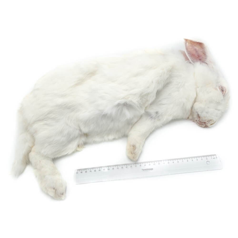 Kanin L 4-5,5 kg - 2 stk/kasse