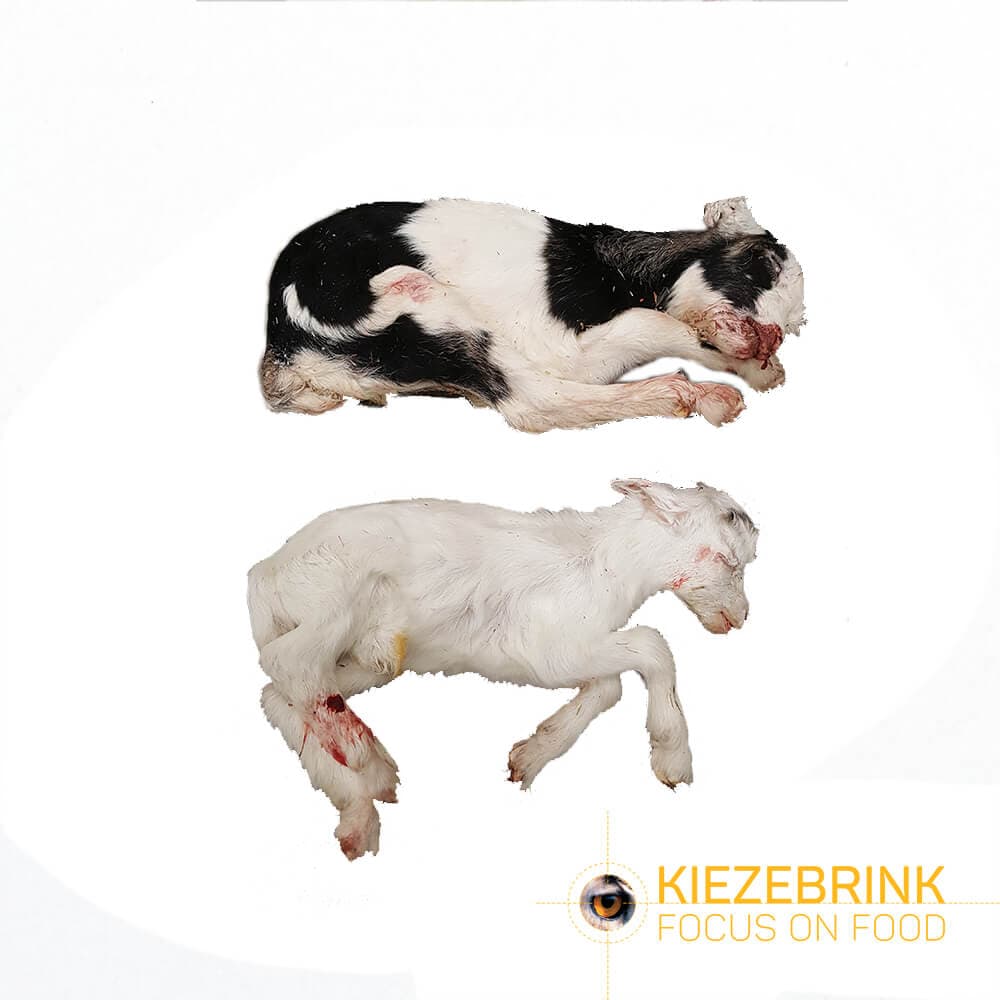 Gedekid - Cat. 2 - ca. 10 kg kasse