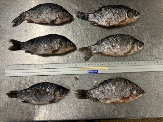 Carp Small - 10 kg box