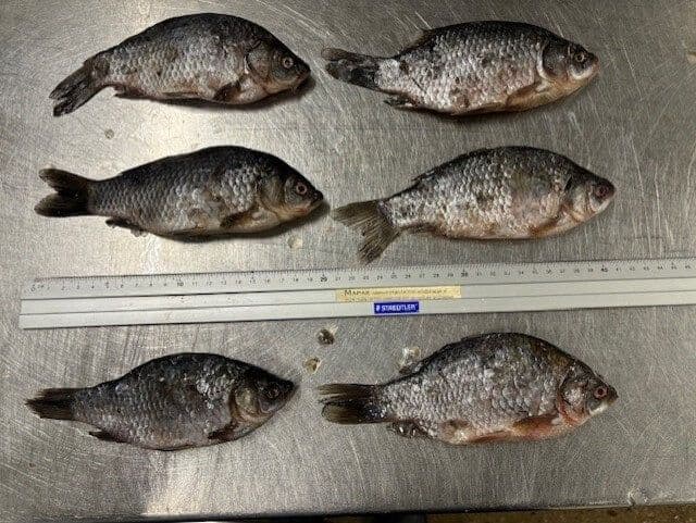 Karper Små - 10 kg kasse