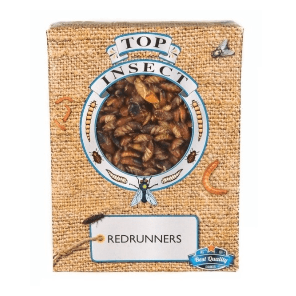 Chokolade kakerlakker