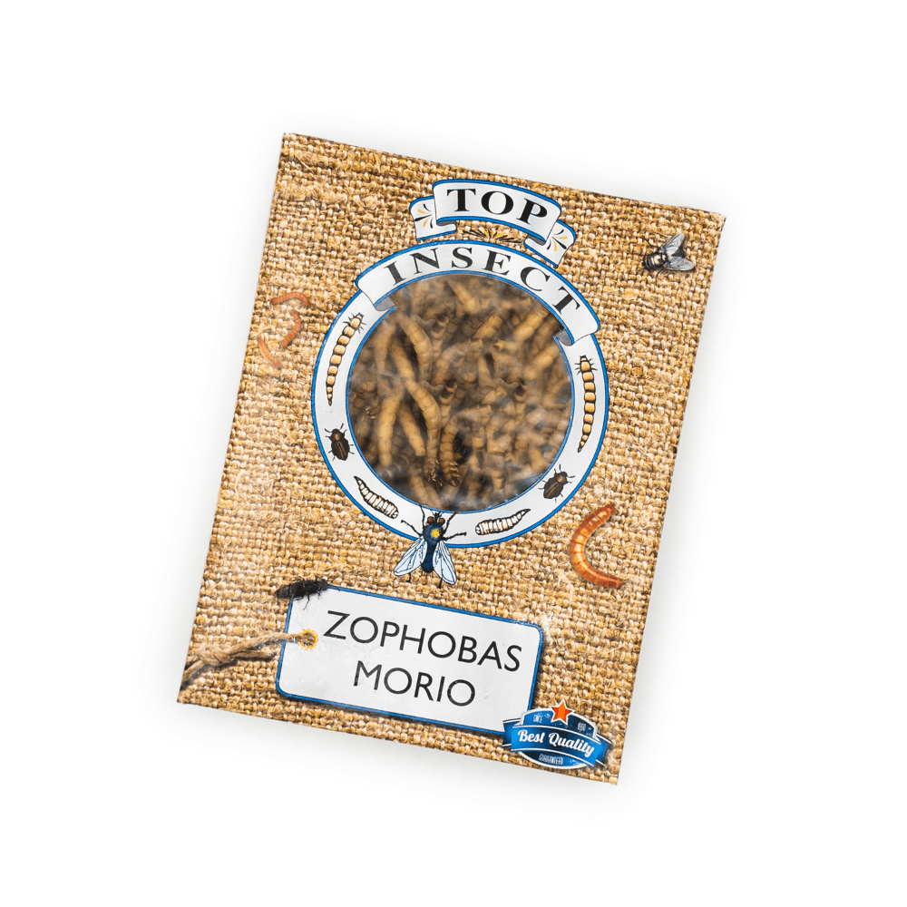 Zophobas-Morio-larver