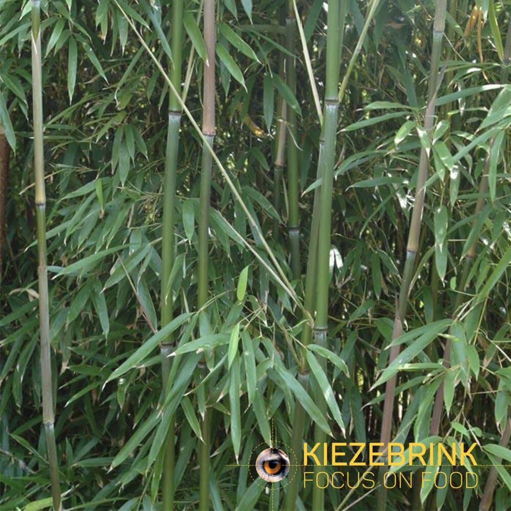 Bamboo Frozen - ca. 250 kg