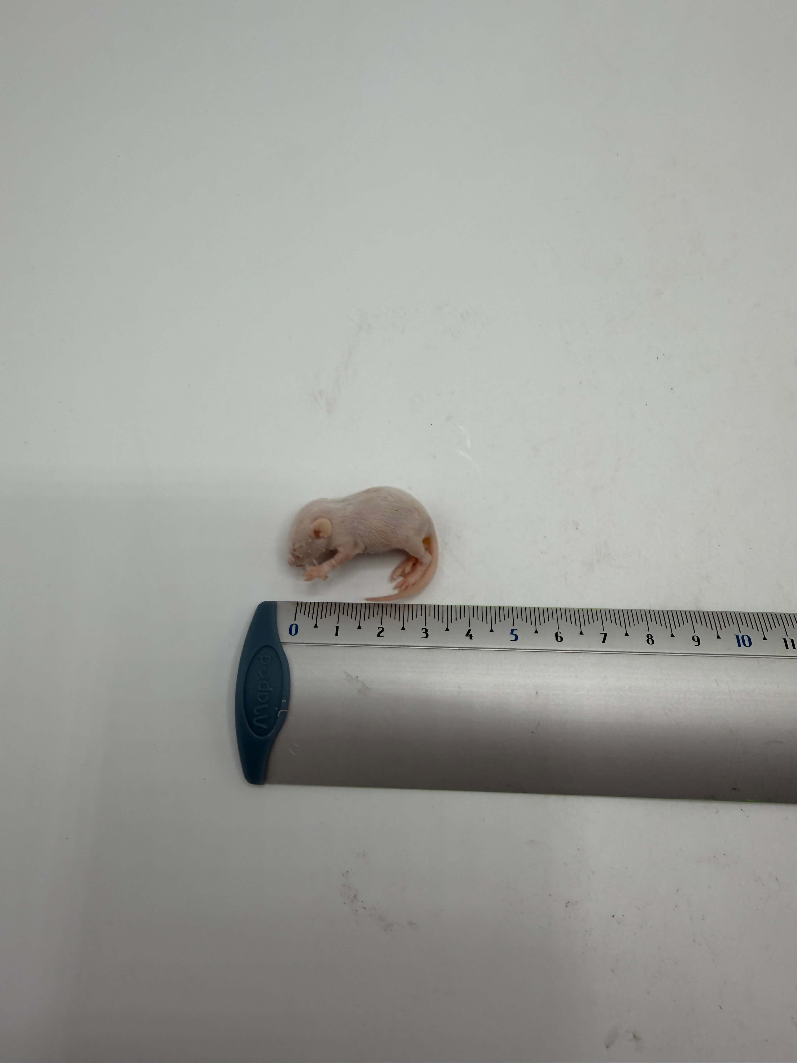 Mus pinky 1-4 g