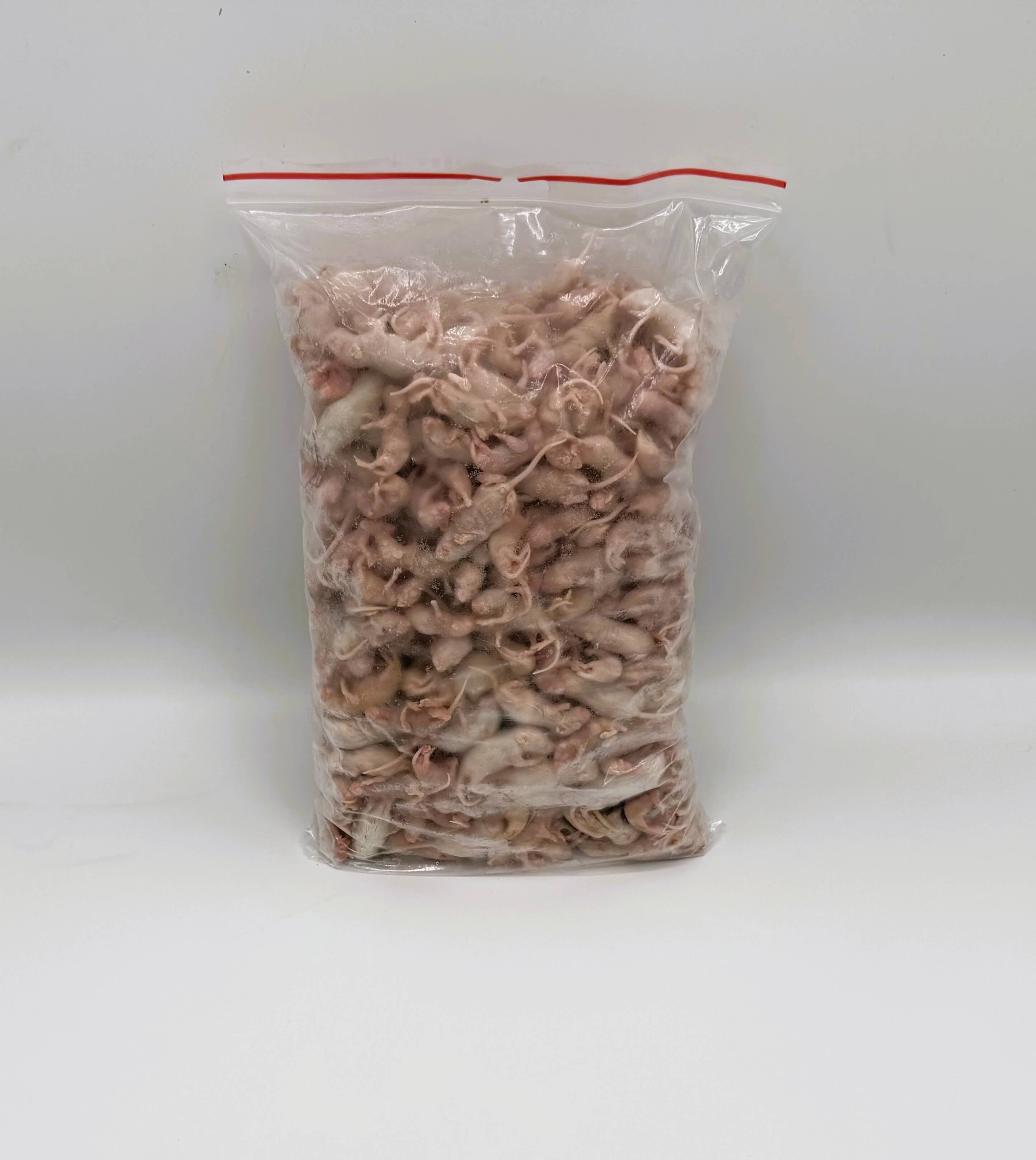 Mus pinky 1-4 g
