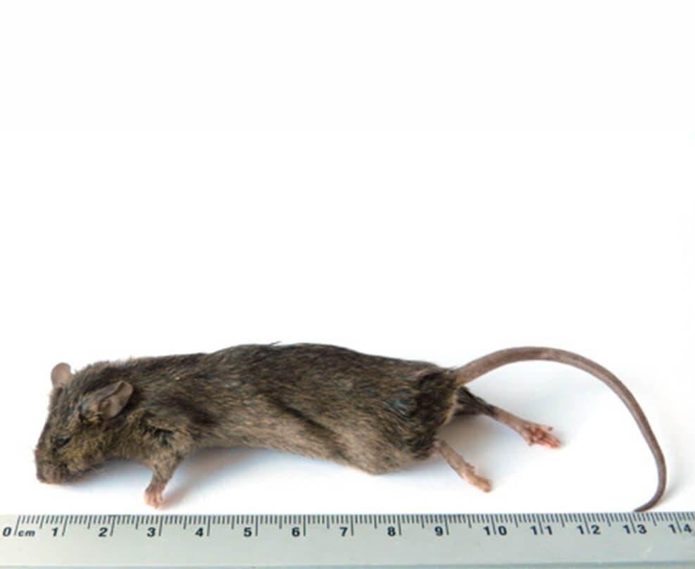 Large mice >23 g