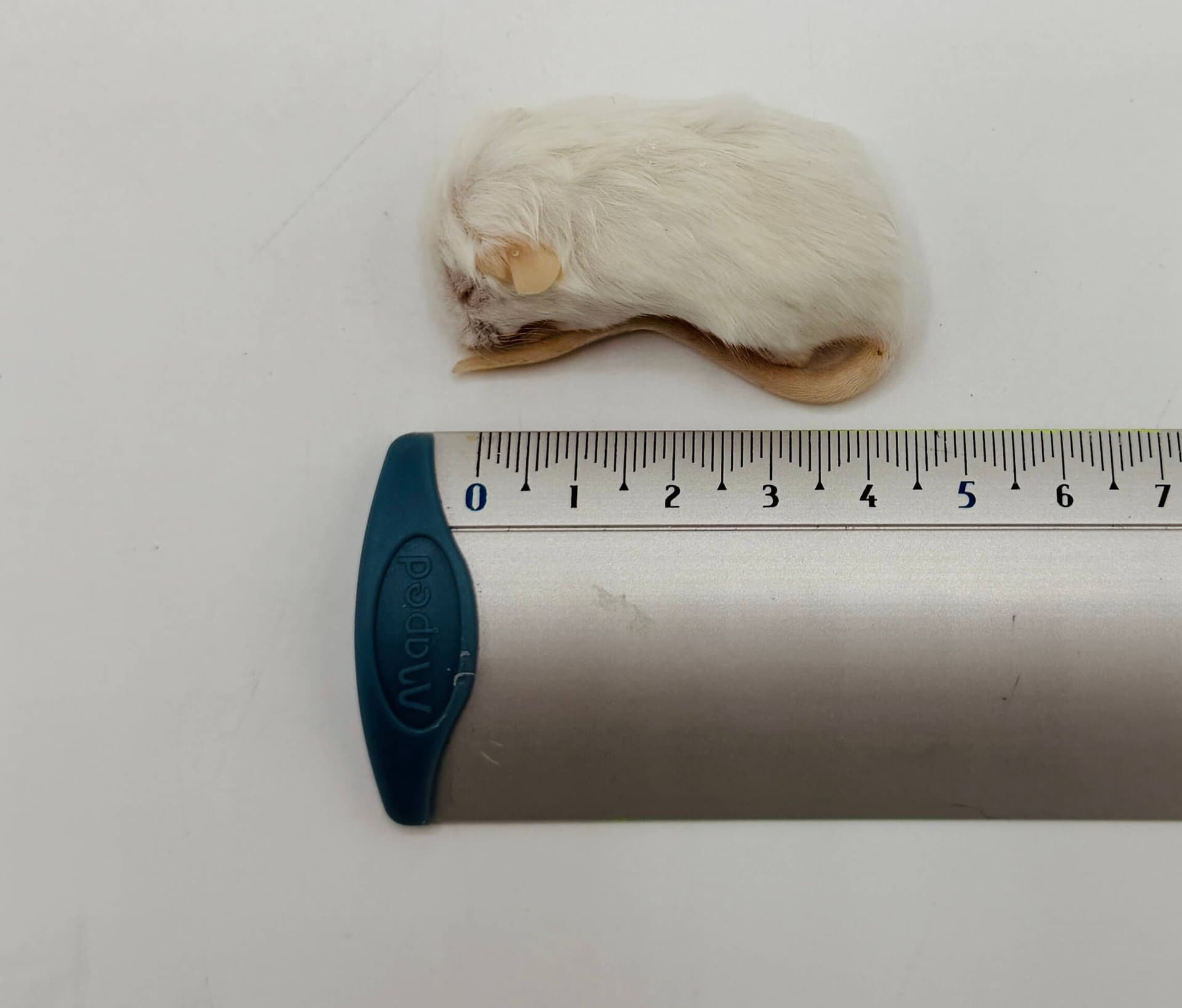 Springer Mice (7-10 g)