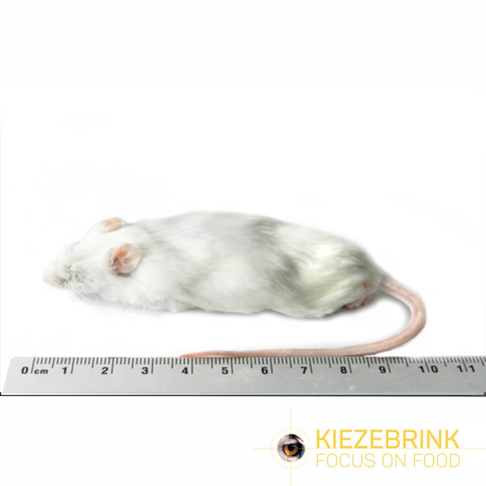 Jumbo Mus (>30 g)