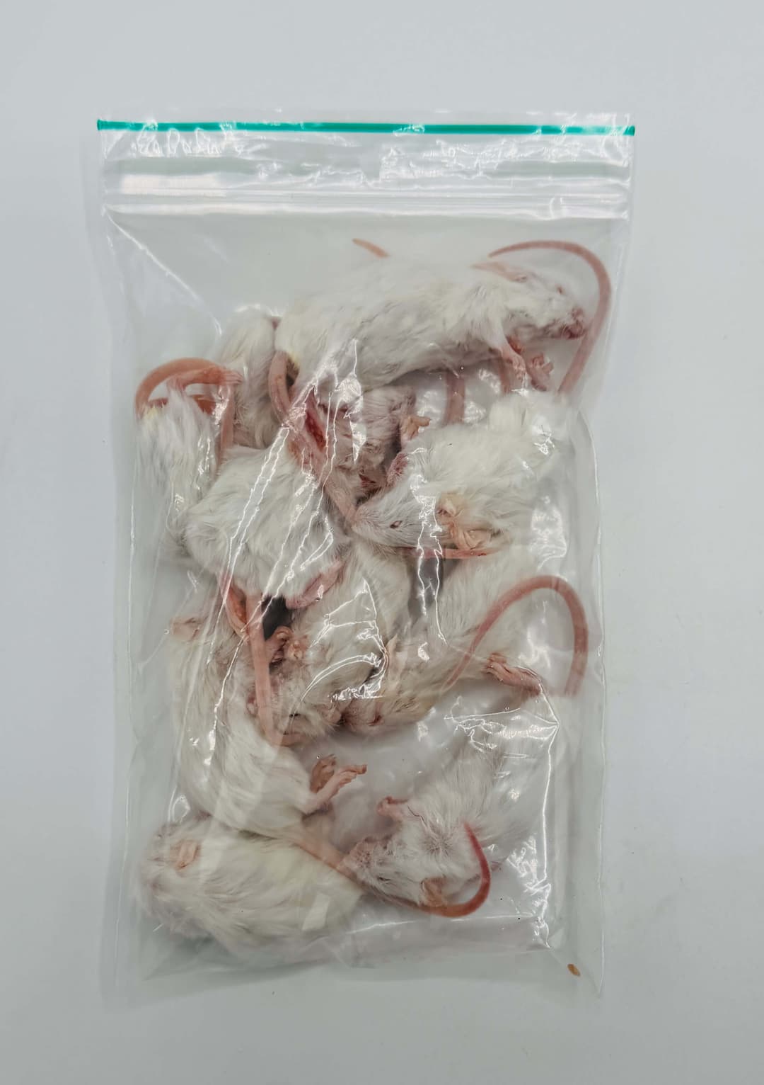 Små Mus (8-15 g)