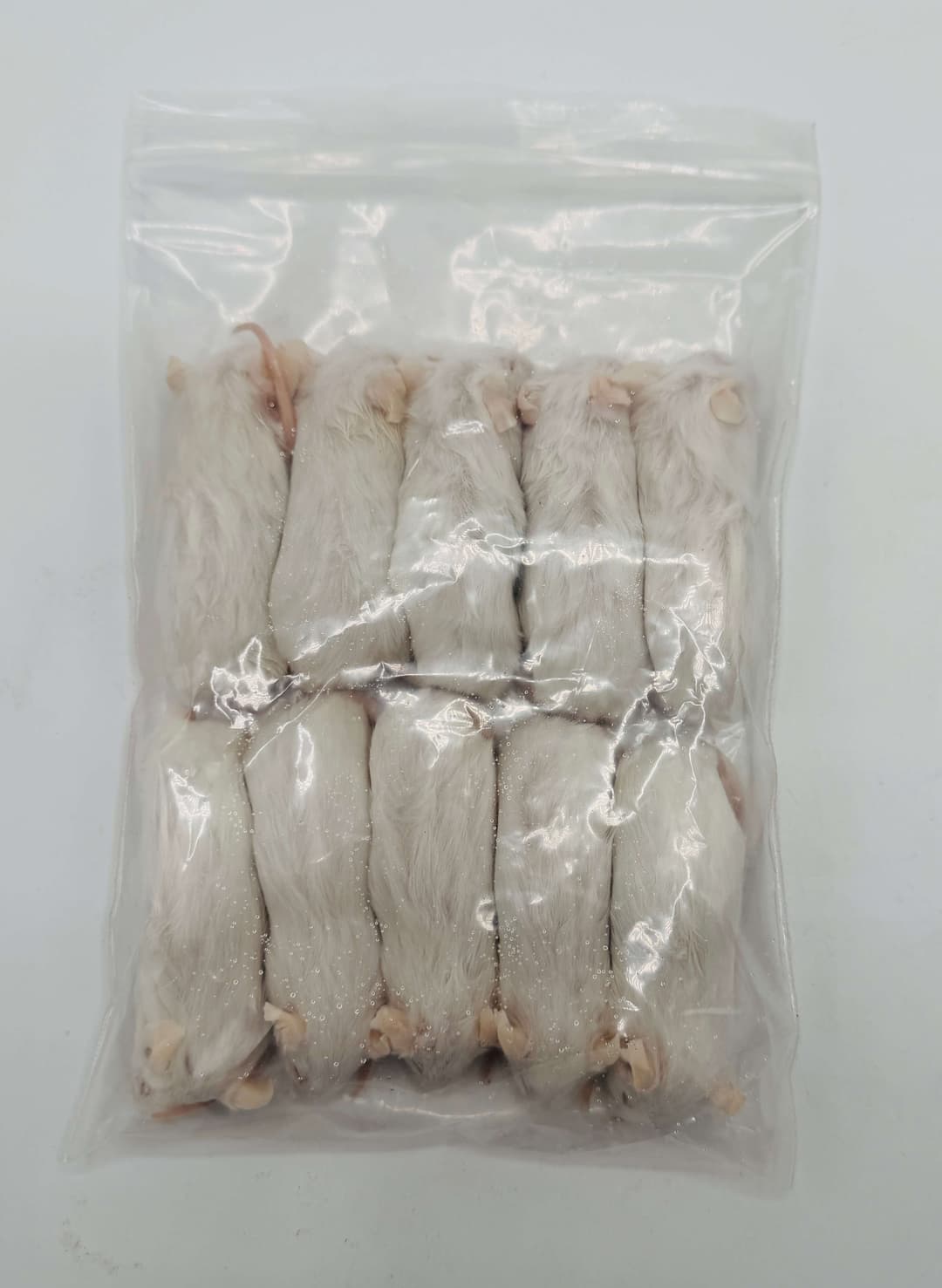 Store Mus (23-30 g)