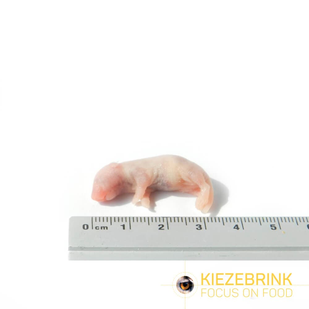 Mus Pinky (1-2 g)