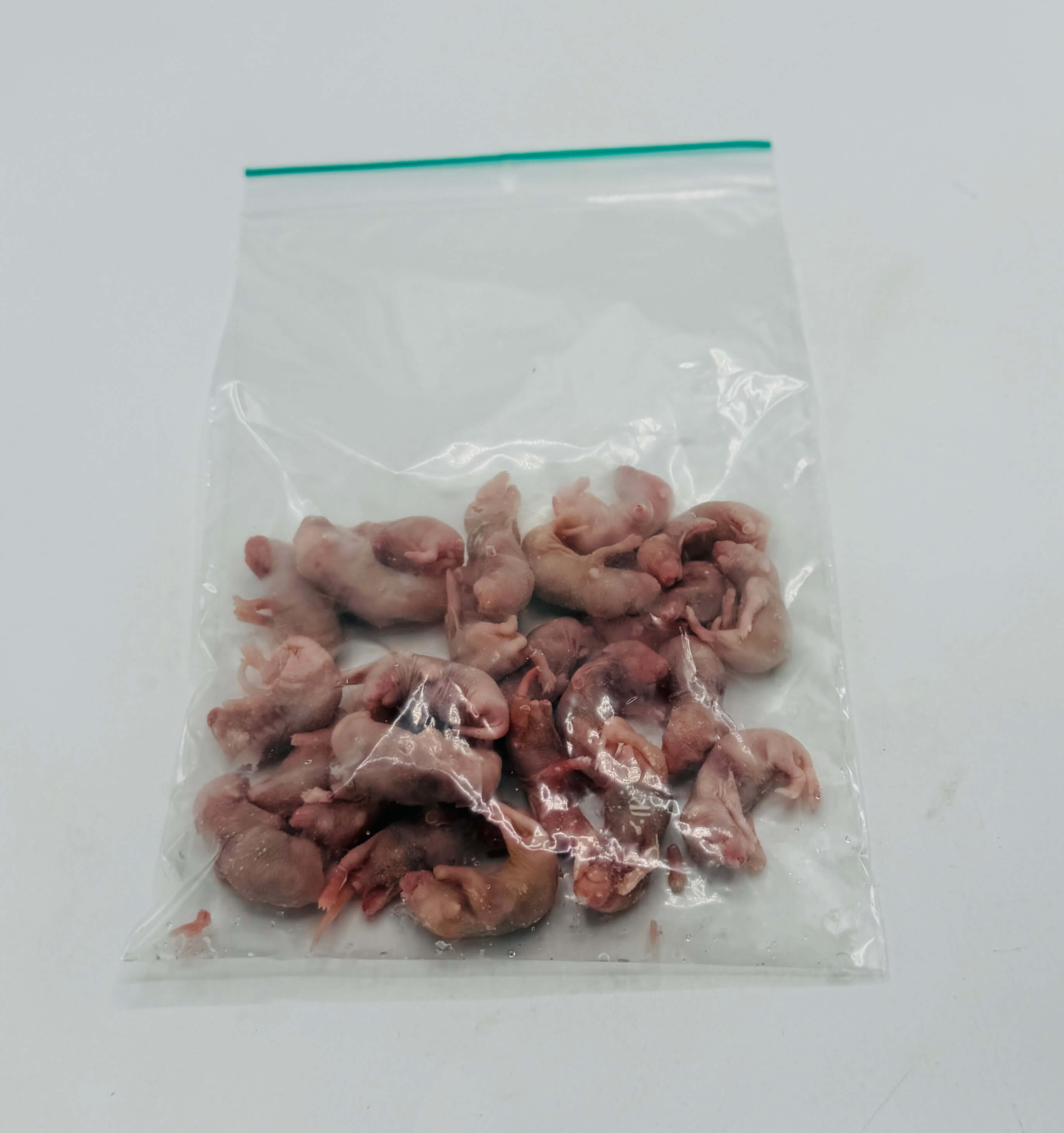 Mus Pinky (1-2 g)