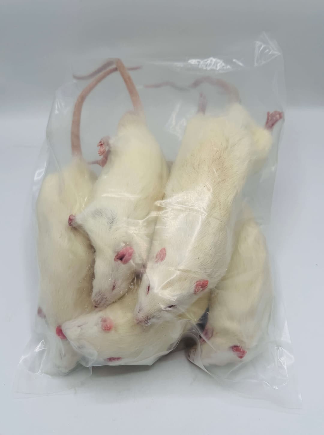 XL Jumbo Rotter (>450 g)