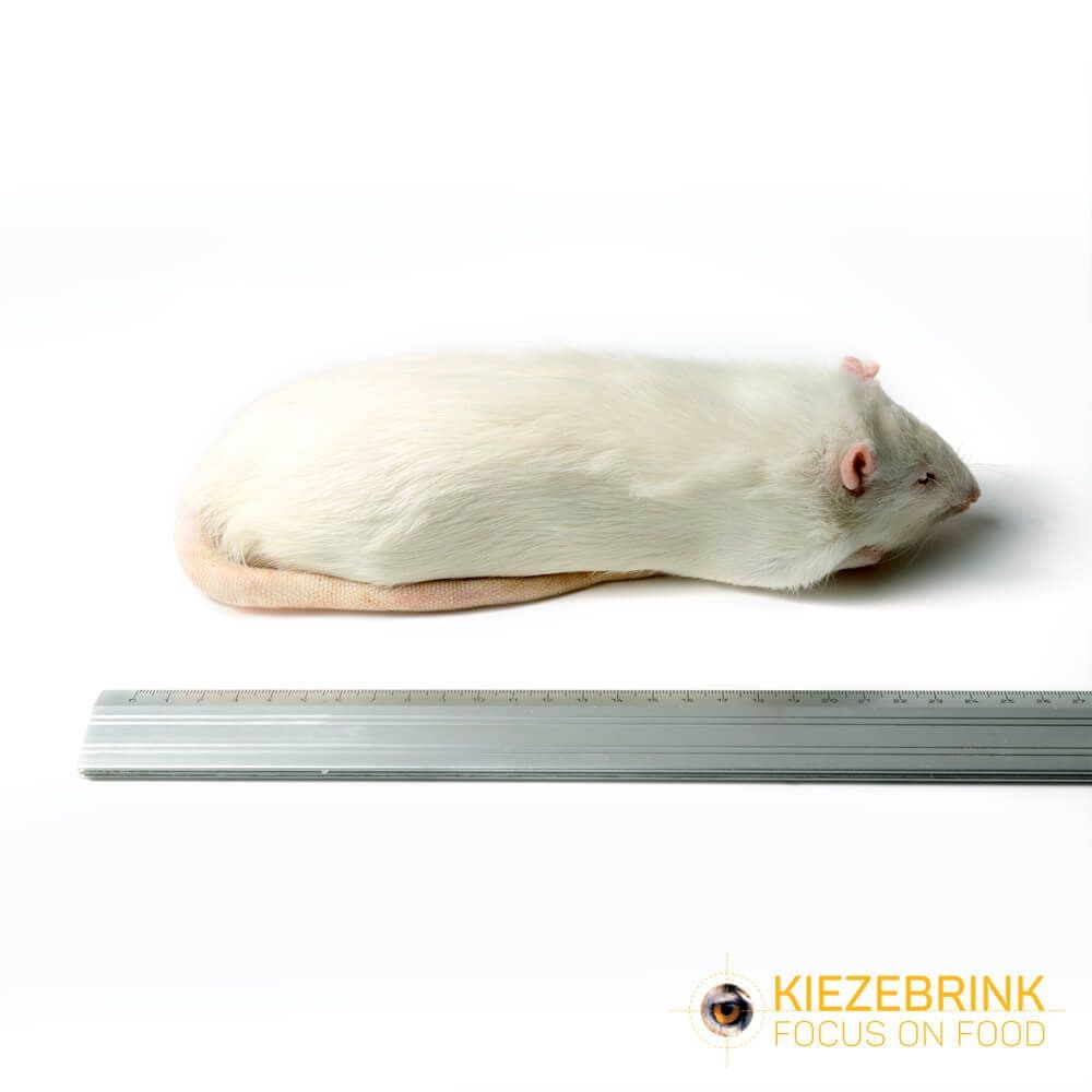 XL Jumbo Rotter (>450 g)