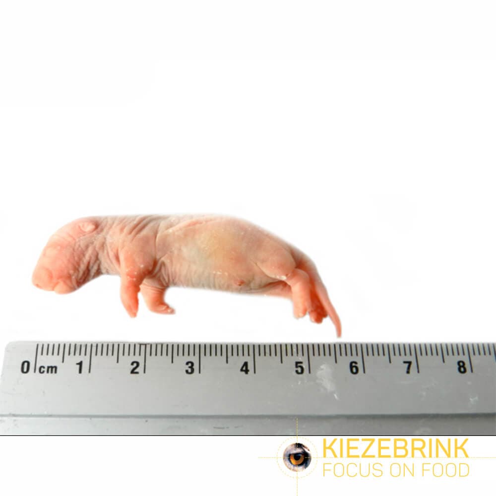 Baby Rotter (5-14 g)