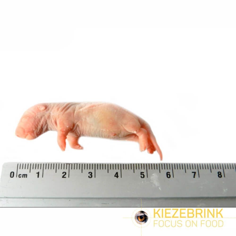 Baby Rotter (5-14 g)