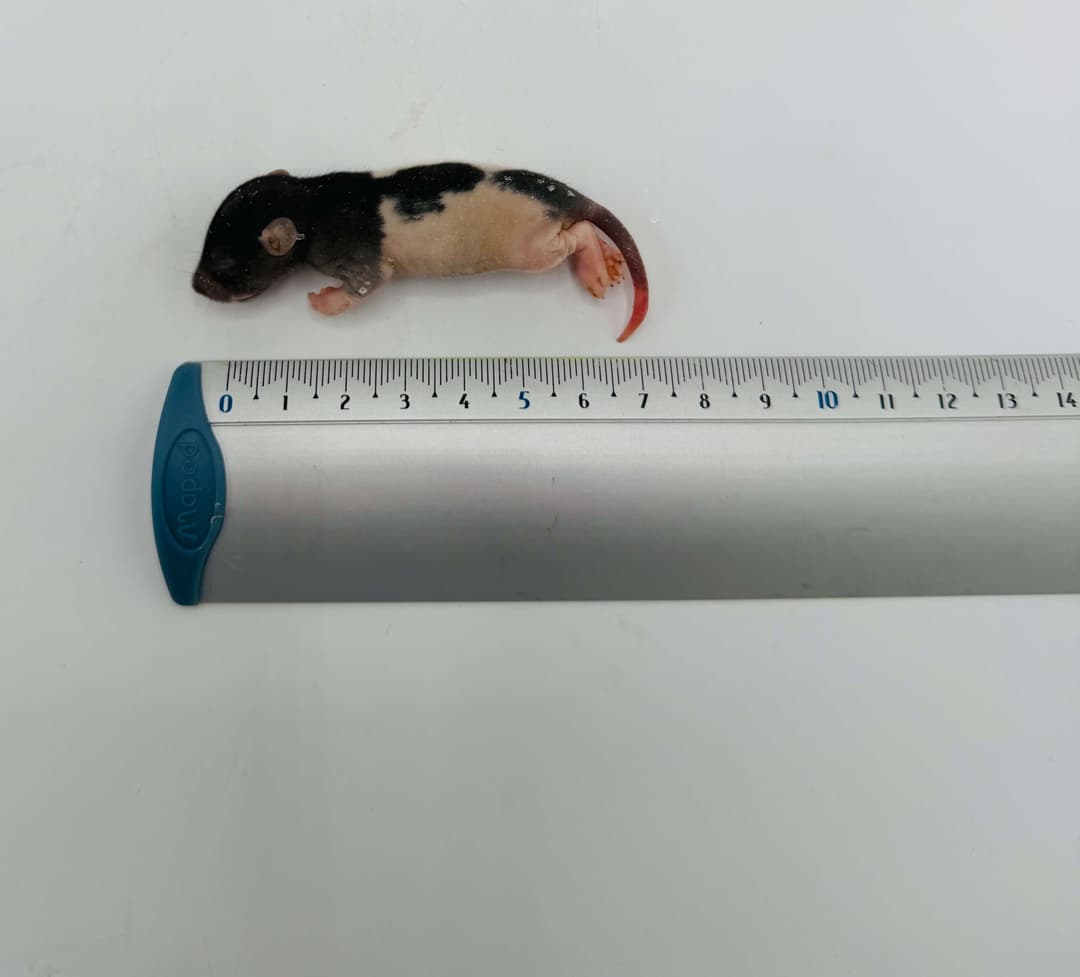 Fuzzy Rotter (15-25 g)