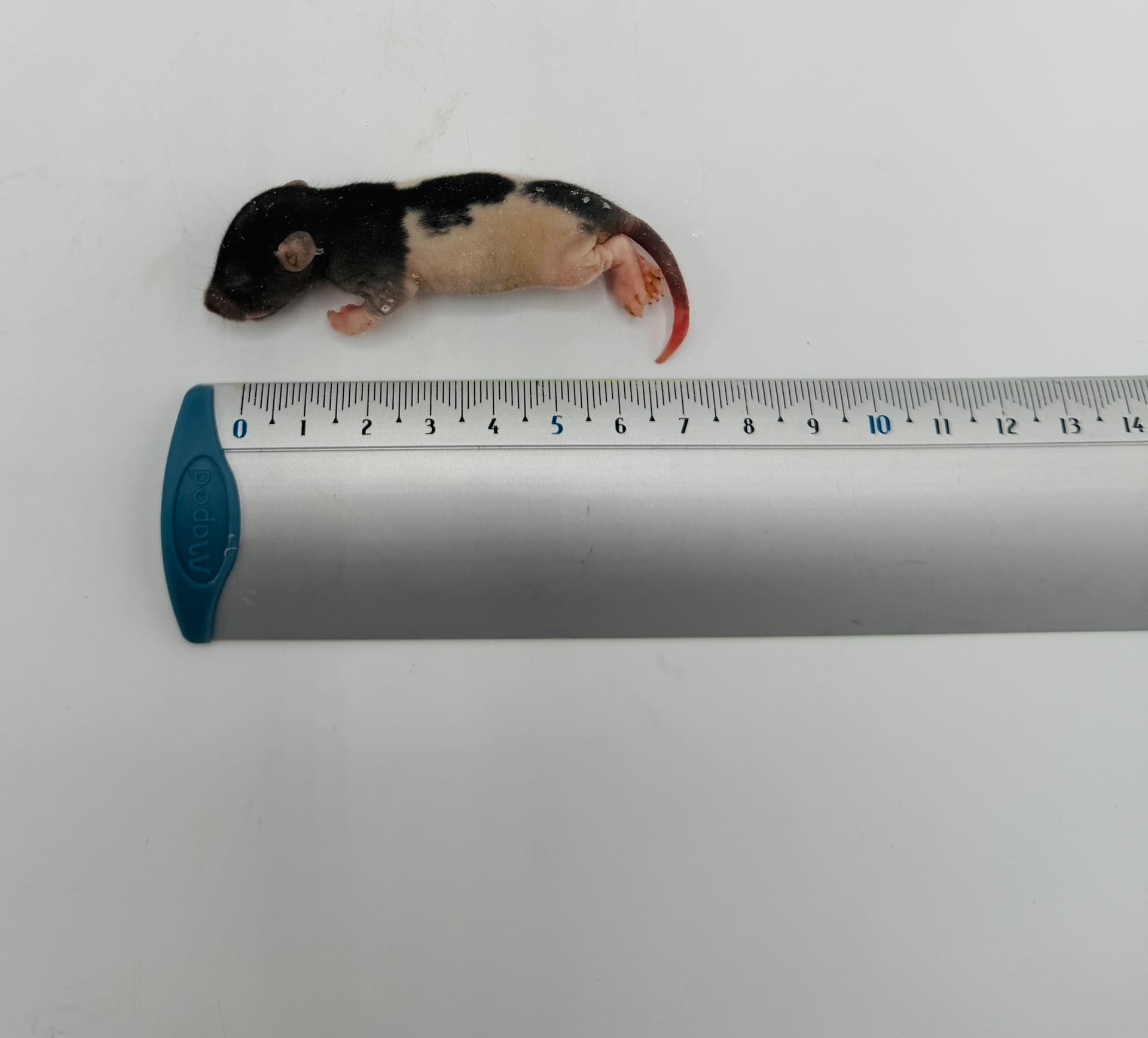 Fuzzy rotter 15-30 g