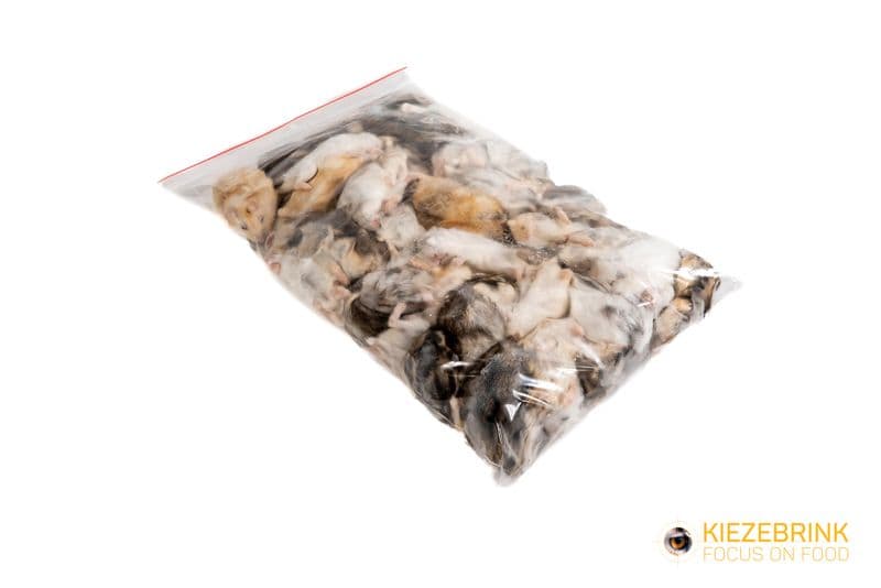 Dværg hamster, medium / voksen