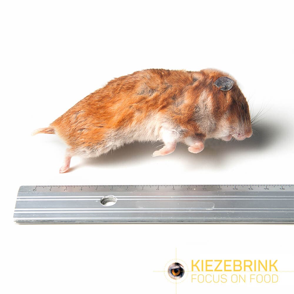 Syriske hamster mix 50-170 g