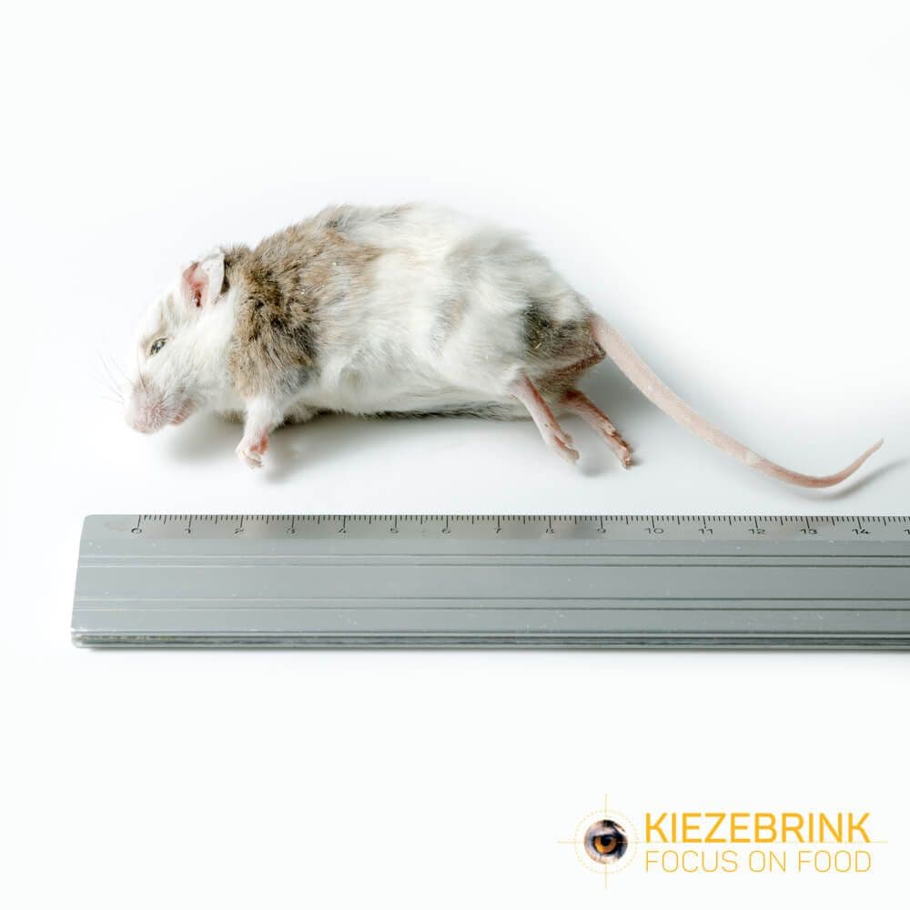 Multimammate Mice (Mastomys natalensis) (25-40 g)