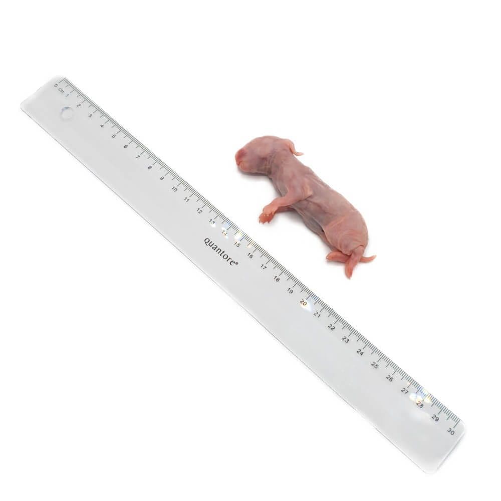 Kanin XXS (35-65 g)