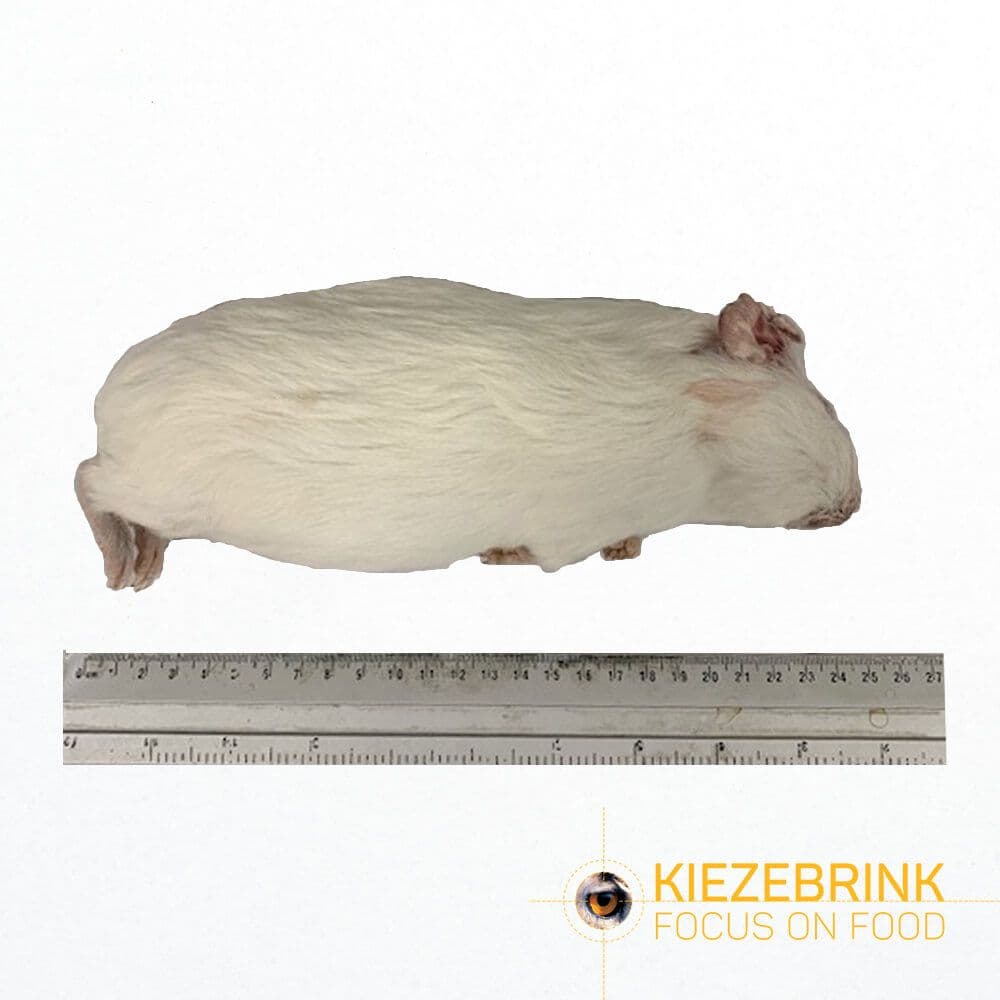 Marsvin Medium (300-600 g)