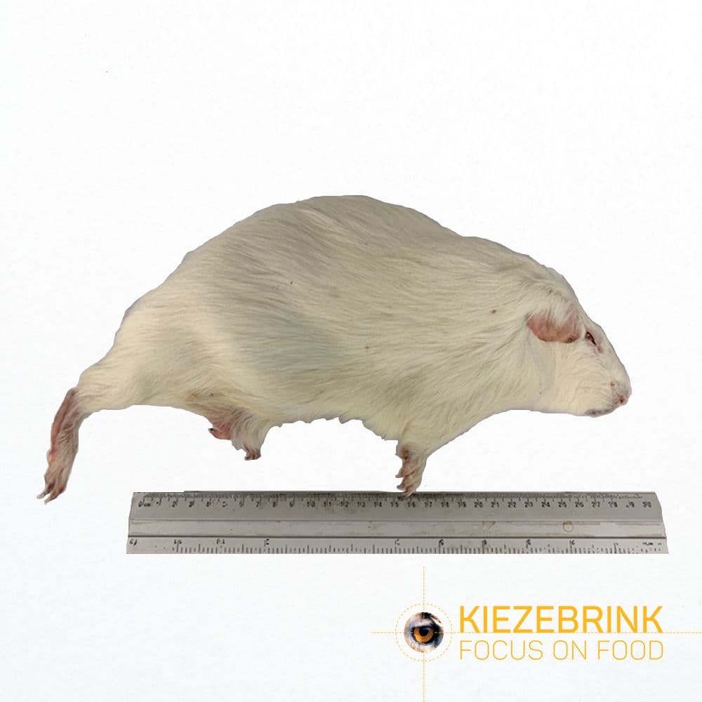 Marsvin store > 600 g