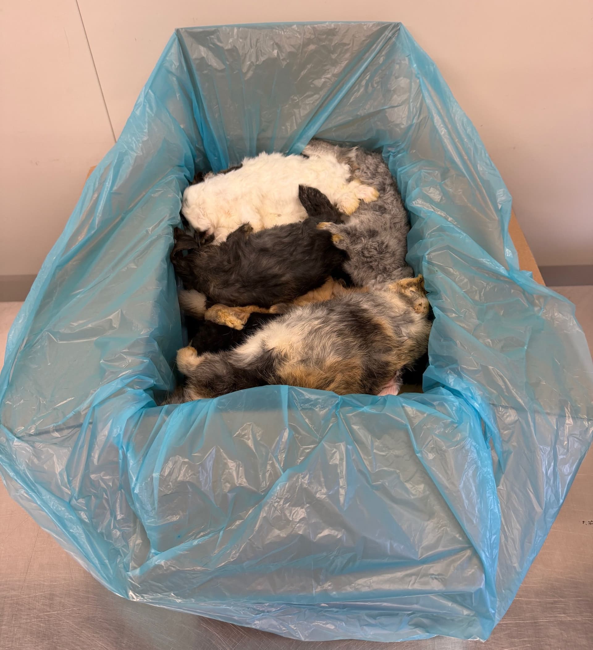 Coloured rabbit 0,5-1kg