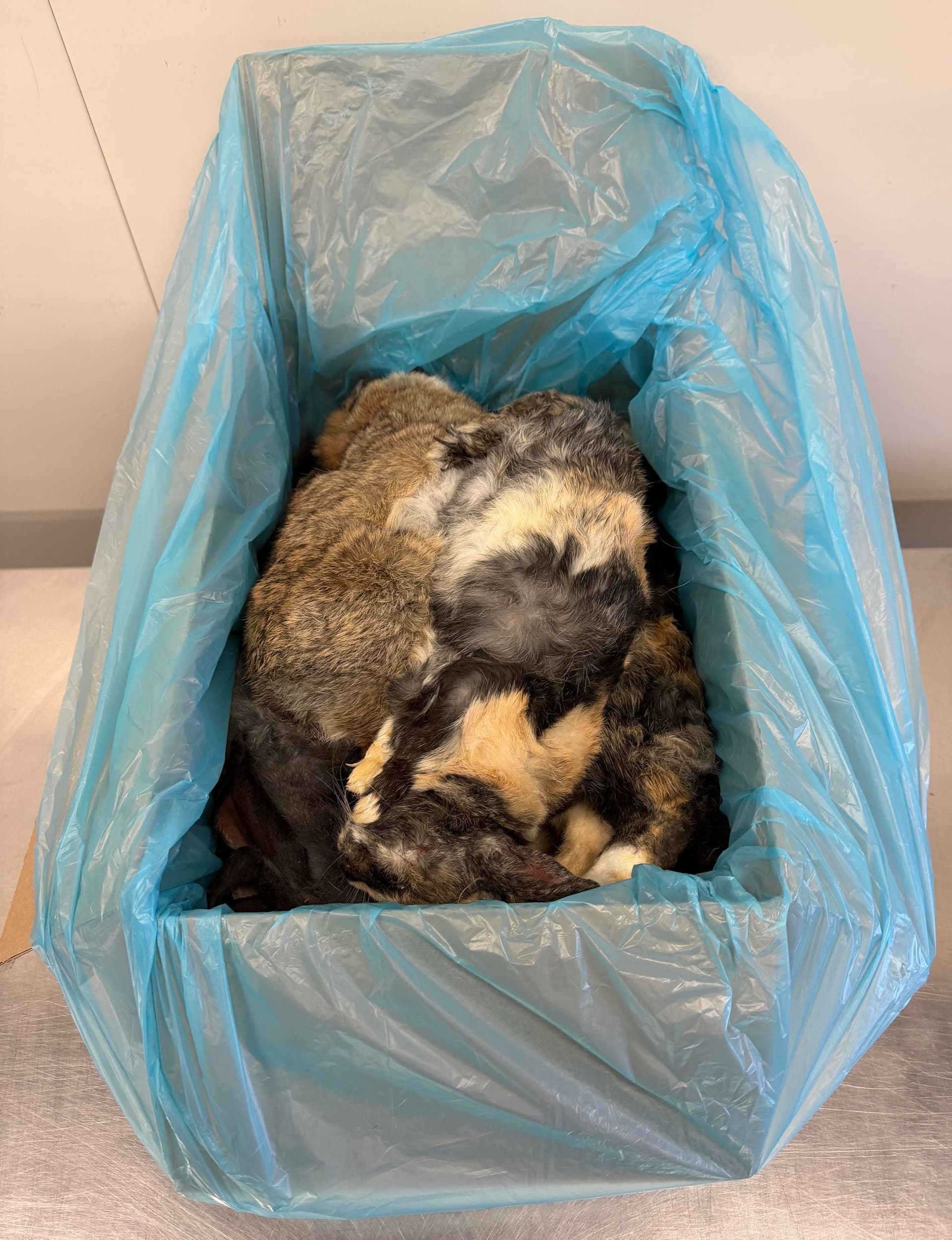 Coloured rabbit 1-2kg