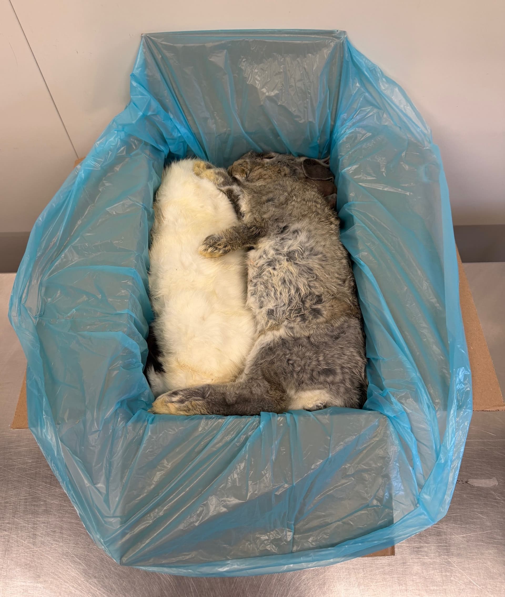 Coloured rabbit M (2-3kg)