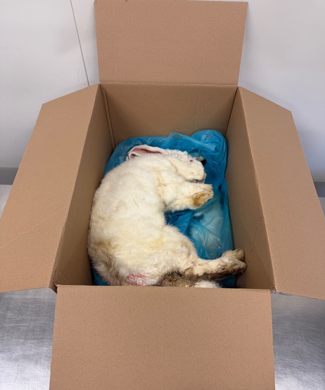 Farvede kaniner L (>3kg)