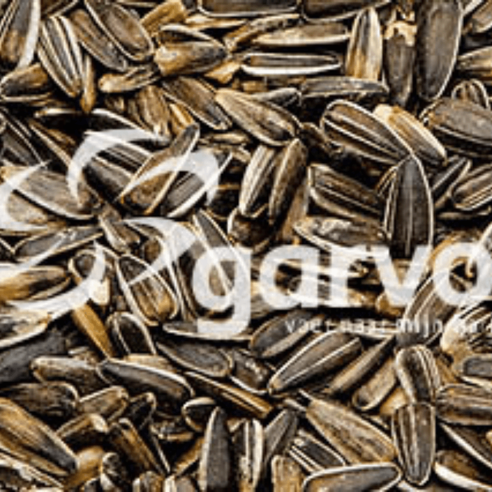 Solsikker stribede små