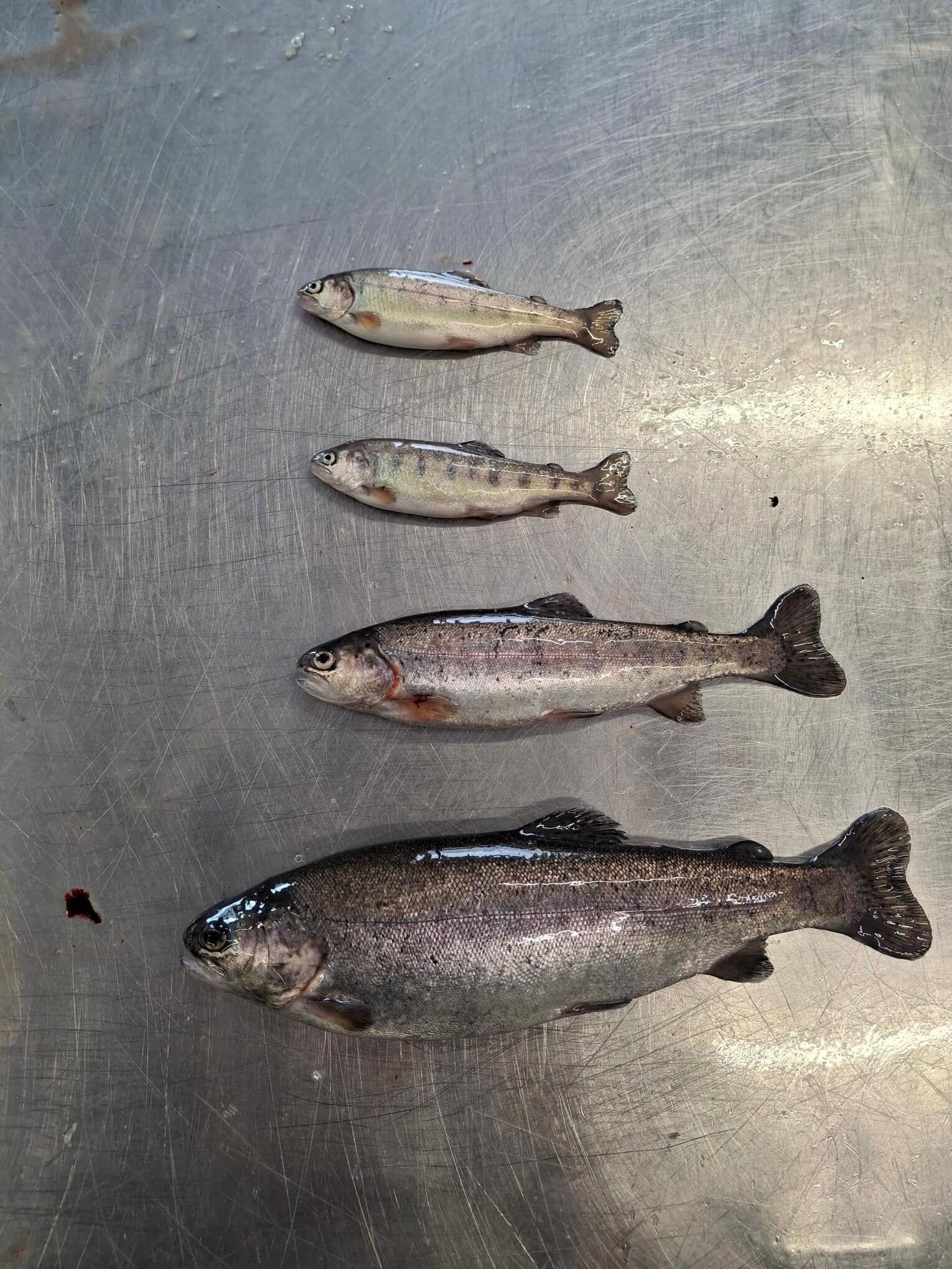 ASC Steelhead Trout (20-40 g) HOG