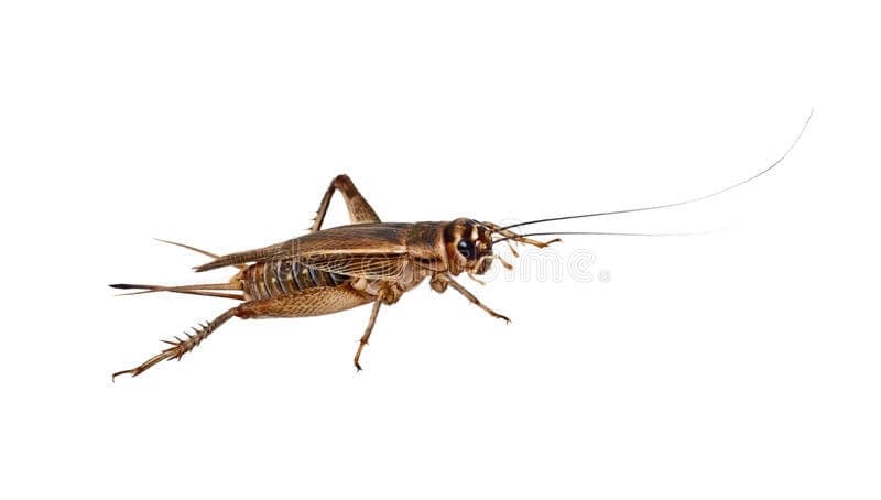 Fårekyllinger Acheta Domesticus Store 7/8 (ca. 40 stk.)