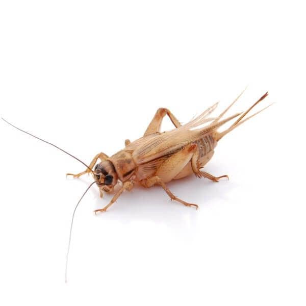 Fårekyllinger Acheta Domesticus Store 7/8 (ca. 500 stk.)