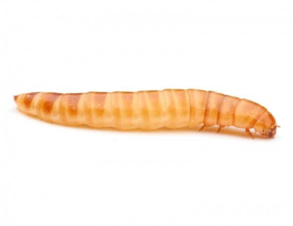 Buffaloworms