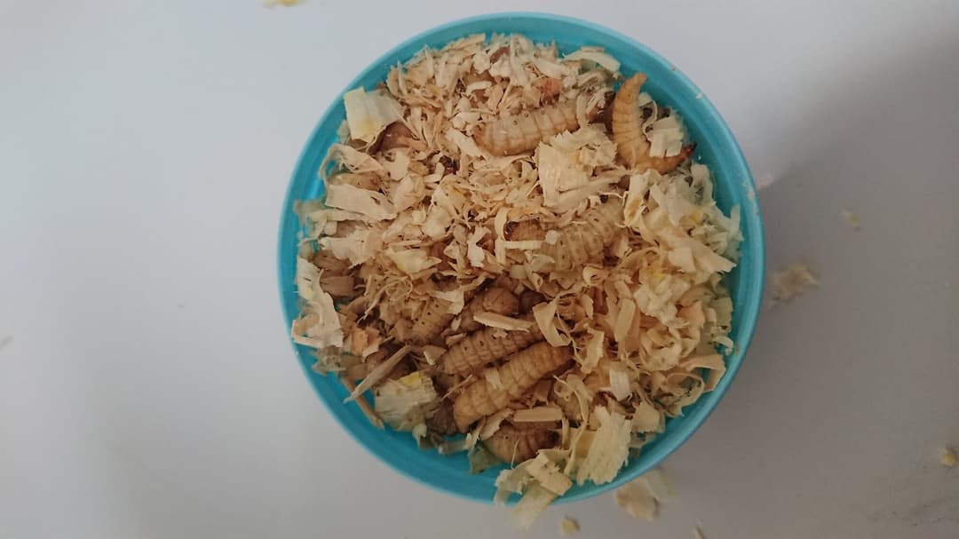Voksmøllarver (ca. 40 stk.)
