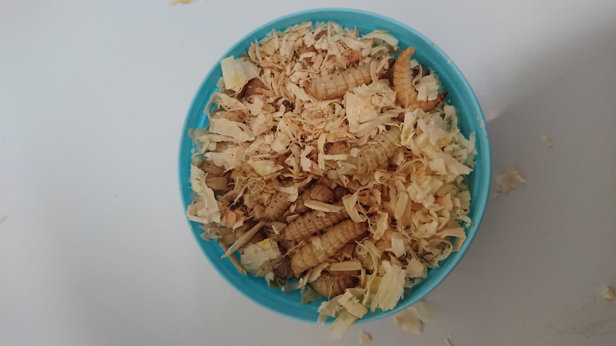 Voksmøllarver (ca. 40 stk.)