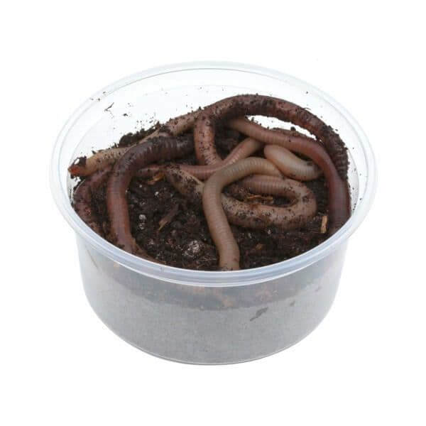 Debrodenda Large (12 pcs)