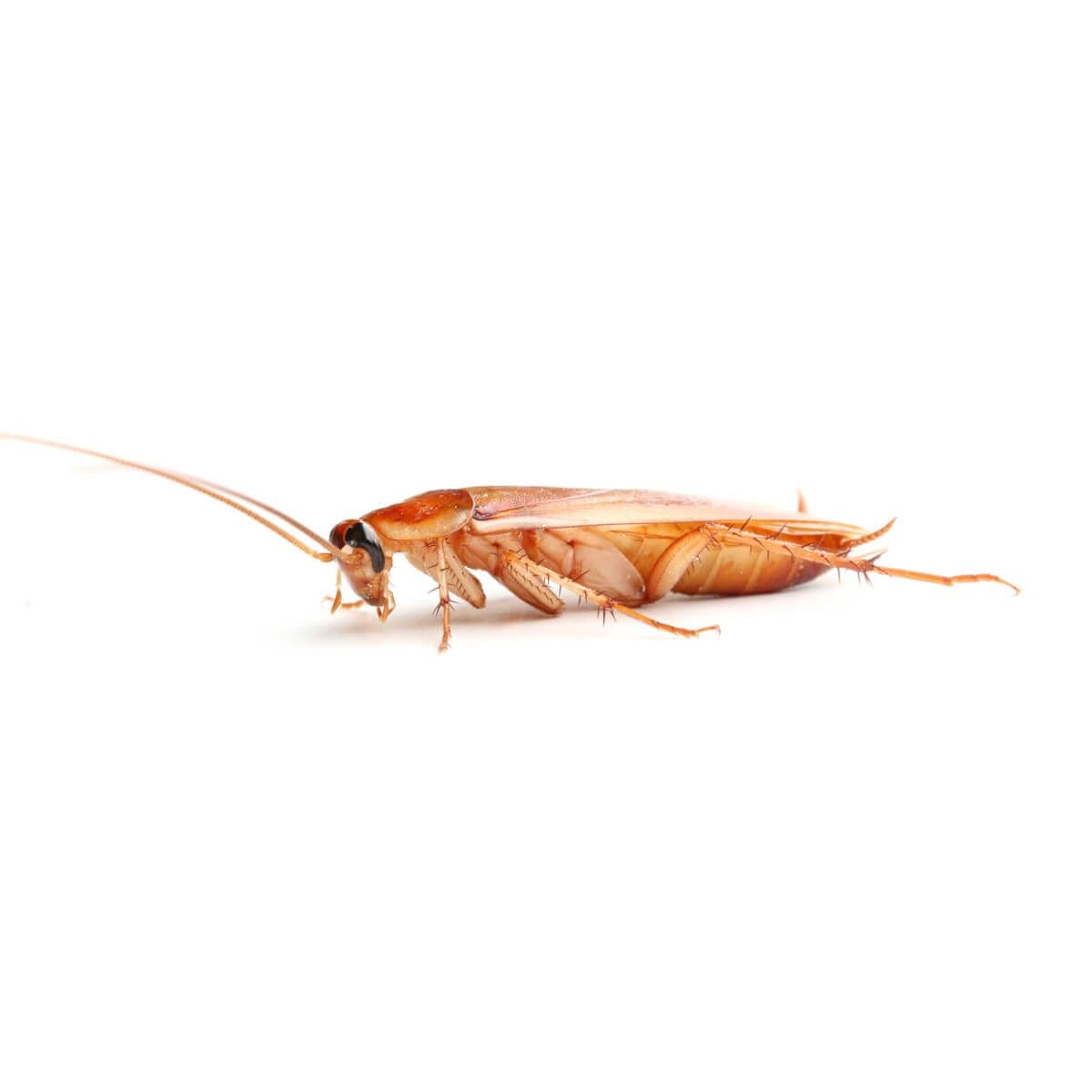 Cockroaches Shelfordella Tartara Large (ca. 100 pcs)