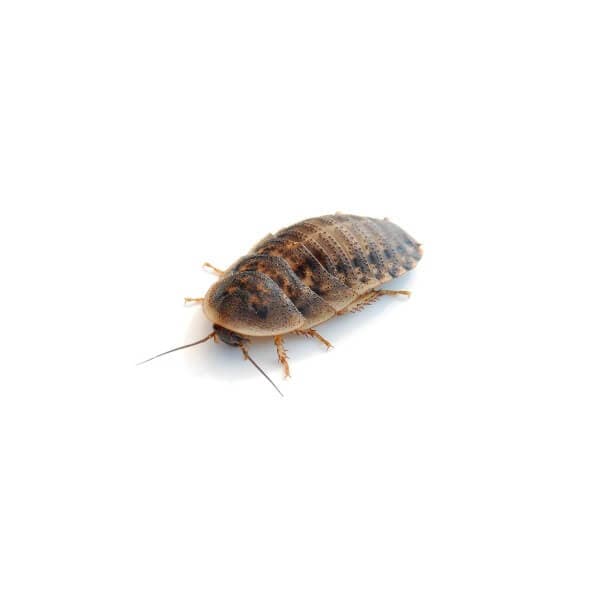Cockroaches Blaptica Dubia Medium (ca. 13 pcs)