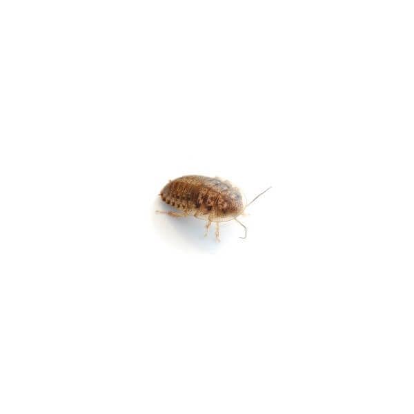 Kakelakker Blaptica Dubia Små (ca. 20 stk.)