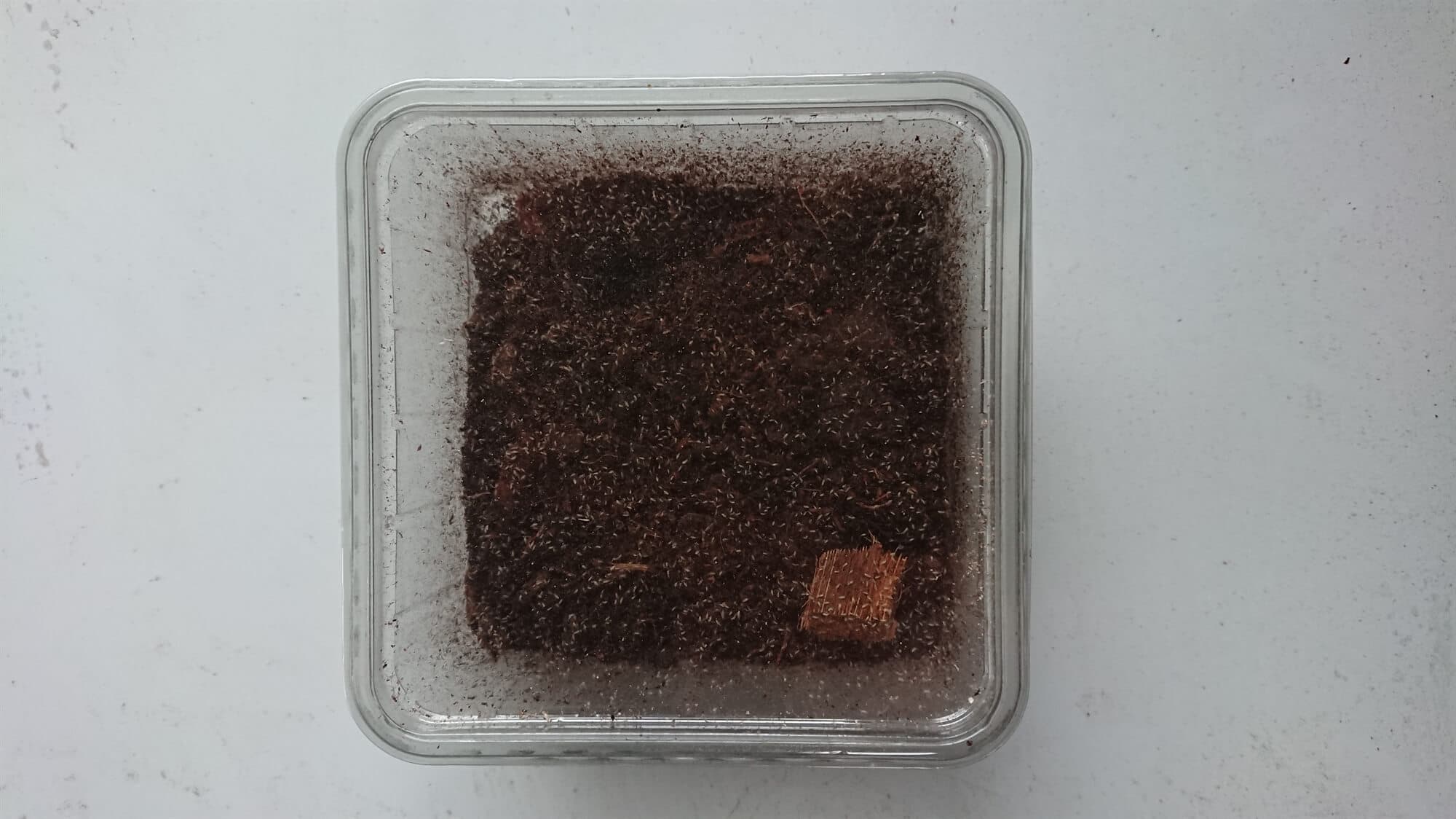 Springtails Culture