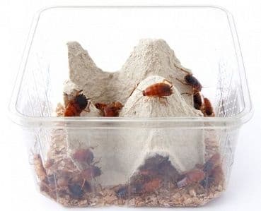 Kakelakker Shelfordella tartara medium ca. 40 stk